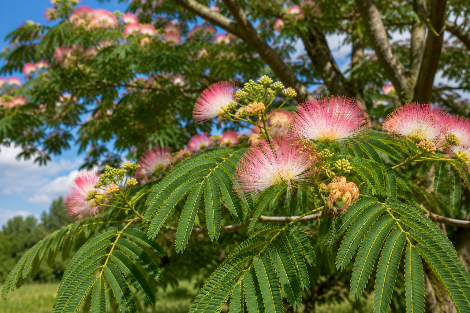 Albizia julibrissin (arbre à soie) en fleurs roses dans un jardin