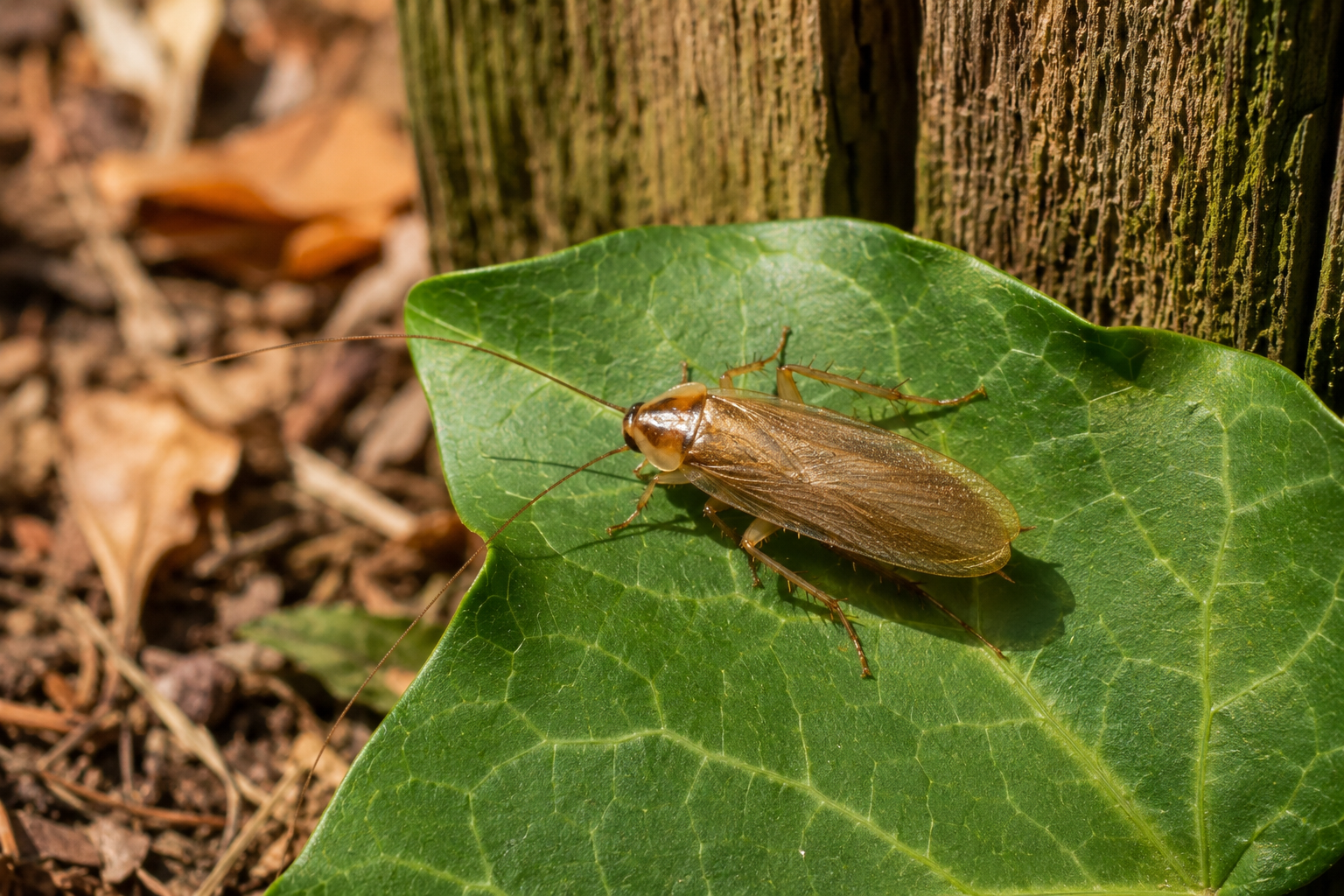 Cafard de jardin Ectobius brun clair posé sur une feuille de lierre en plein jour