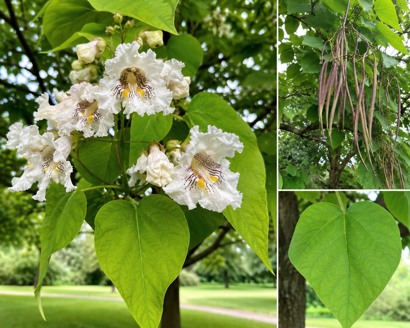 Catalpa adulte en fleurs blanches dans un jardin, avec gousses suspendues caractéristiques