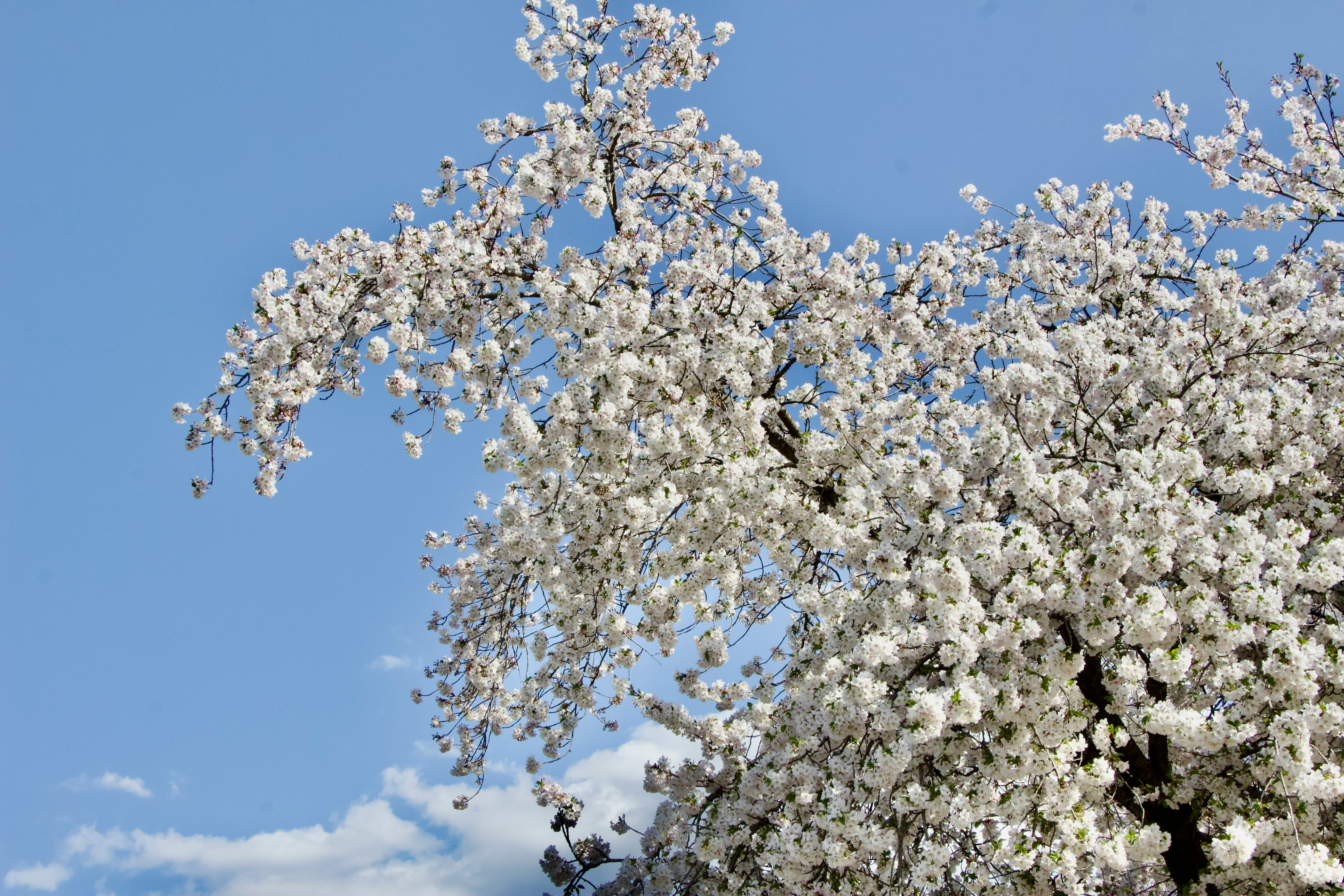 Lilas du Japon en fleurs avec grandes panicules blanches crémeuses