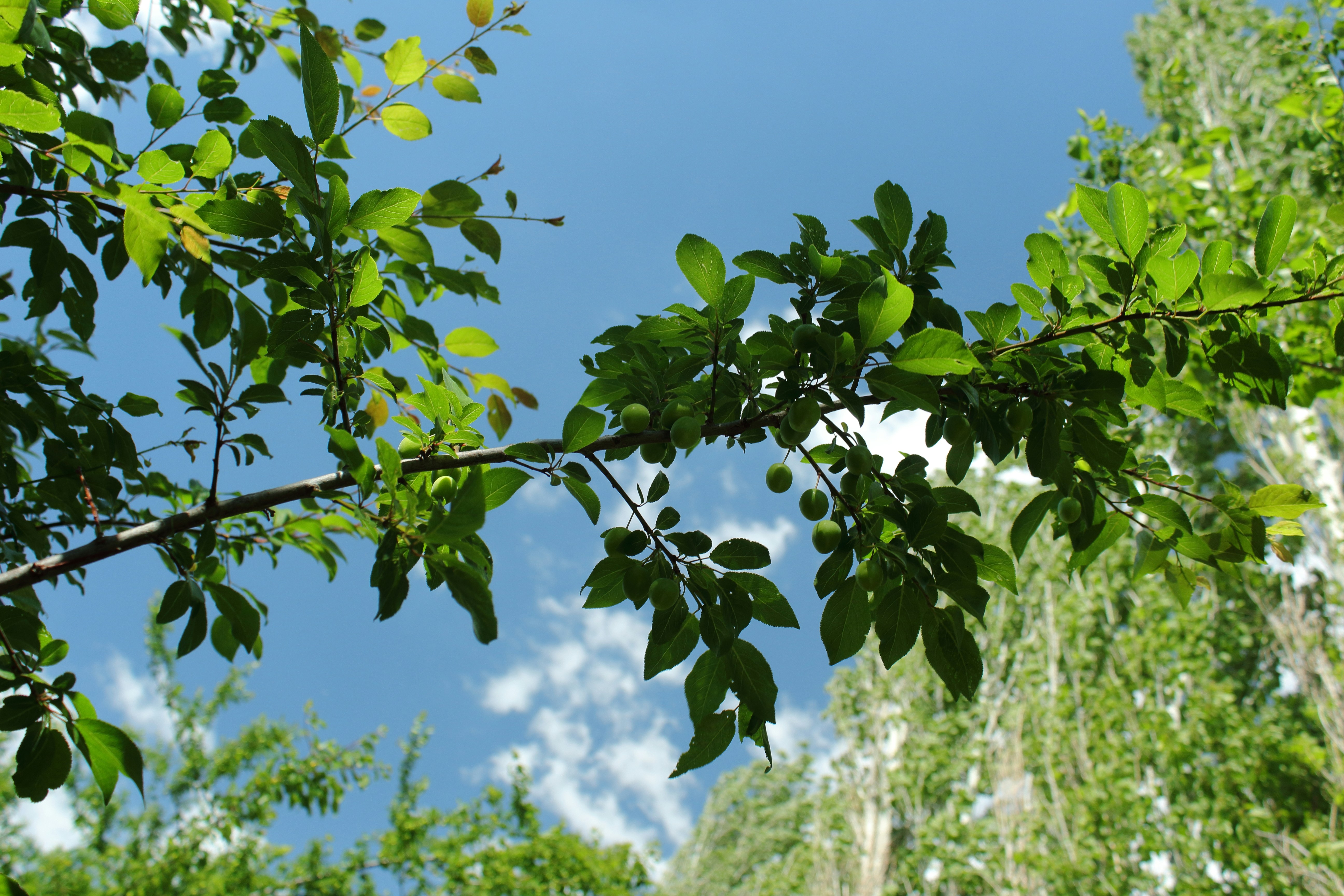 Prunus pourpre en fleurs dans un jardin au printemps