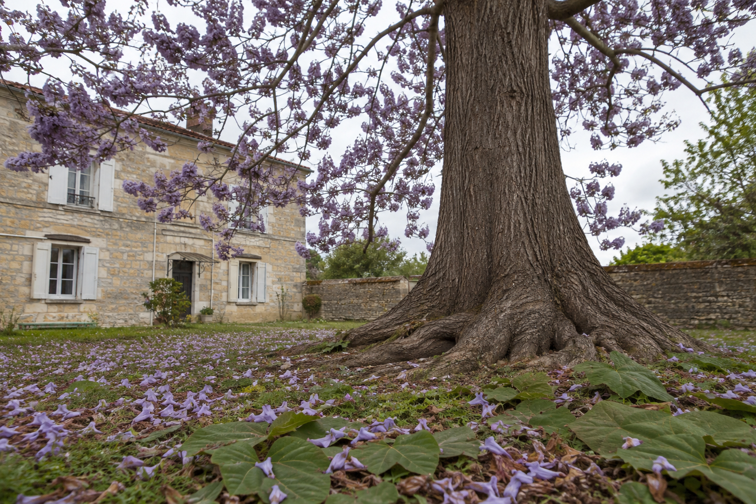 Paulownia tomentosa en fleurs mauves au printemps dans un jardin, à proximité d'une maison en pierre