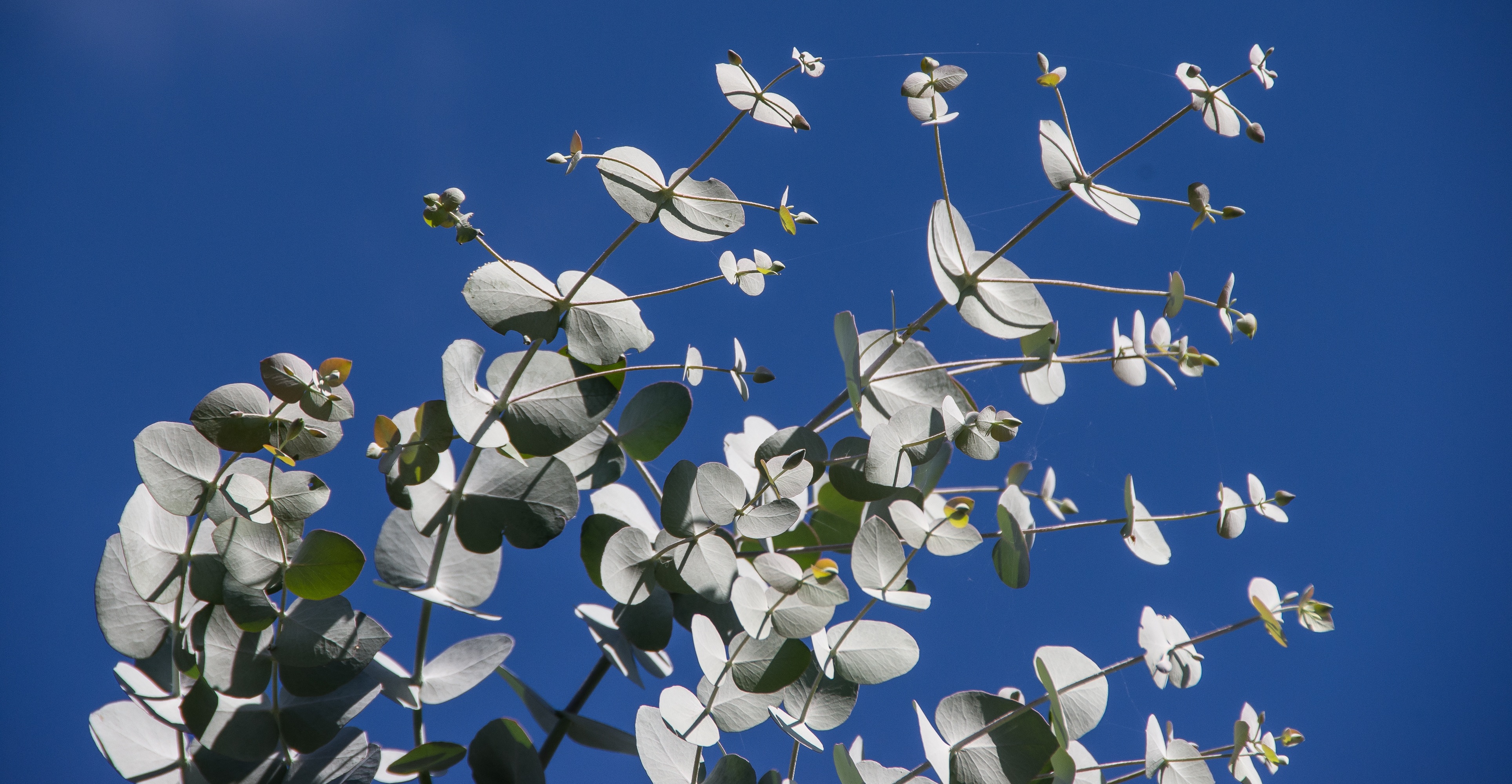 Feuilles rondes argentées d'eucalyptus gunnii sur fond de ciel bleu